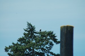 Our resident Bald Eagle