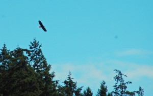 Bald Eagle over Sabin's home