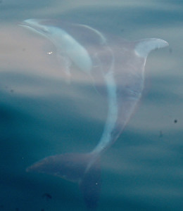 A Pacific White Sided Dolphin vague outline underwater.